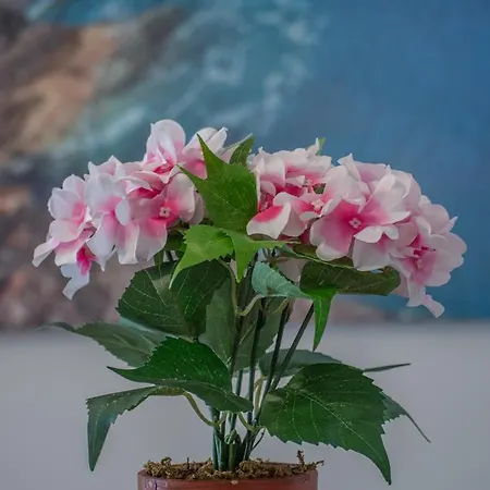 Apartment Janovic Budva
